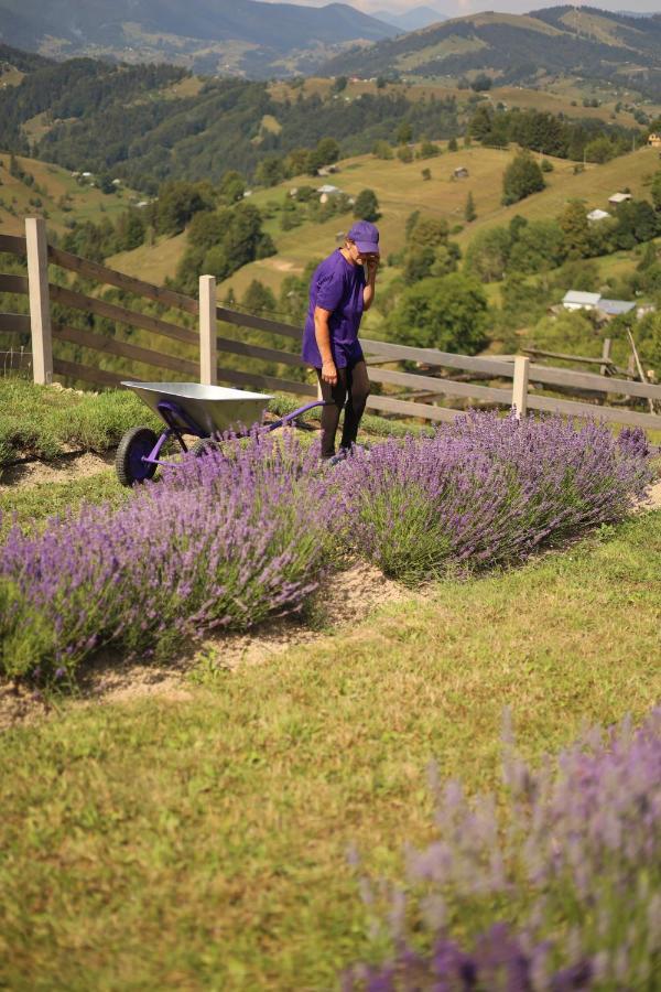 Lavender Valley Perekrestnoye 외부 사진