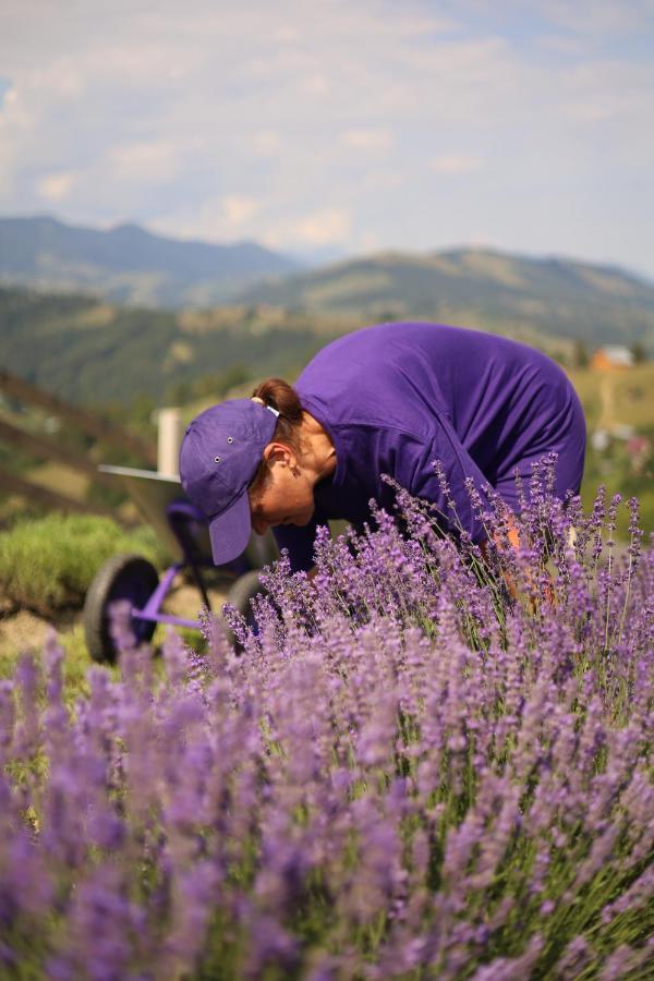 Lavender Valley Perekrestnoye 외부 사진