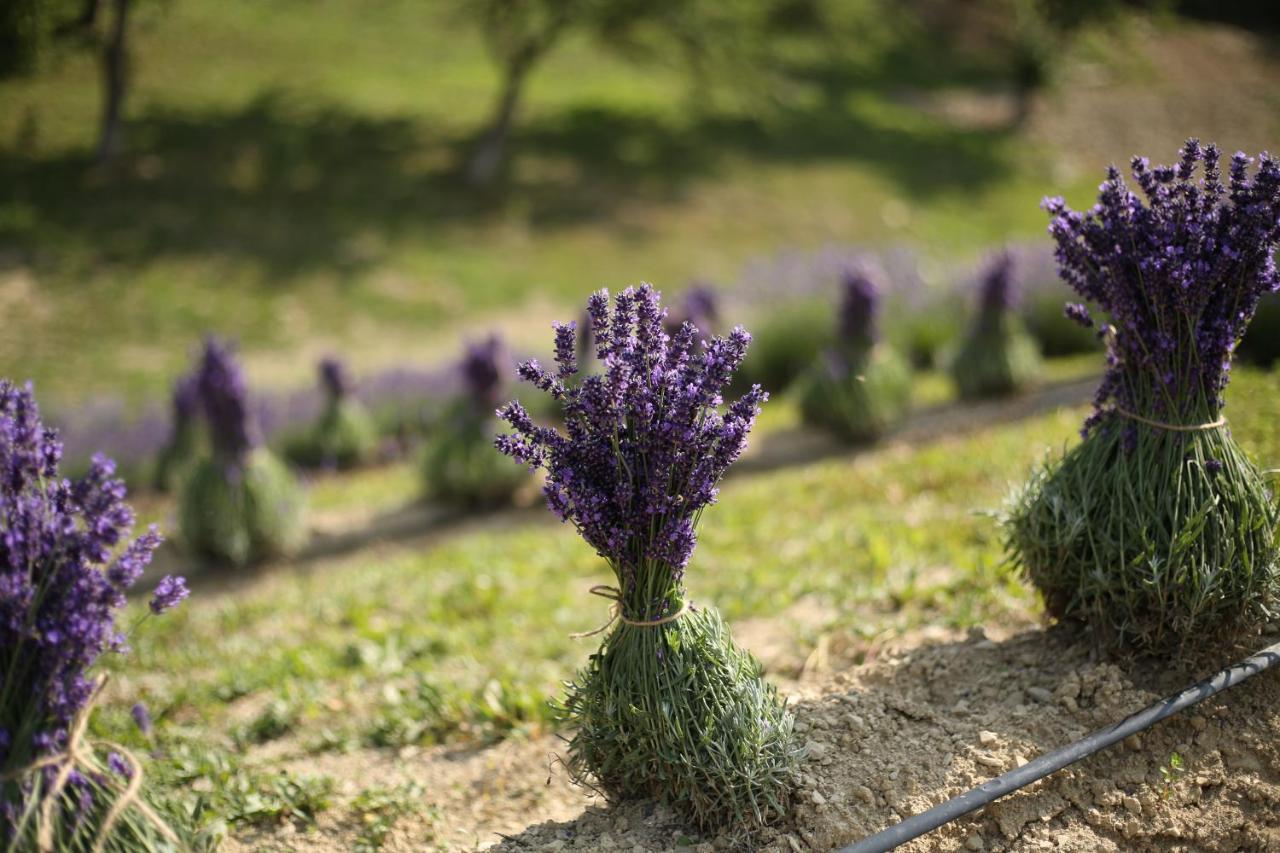 Lavender Valley Perekrestnoye 외부 사진